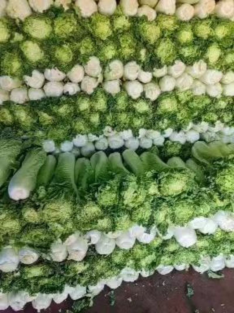 秋绿60白菜