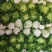 秋绿60白菜
