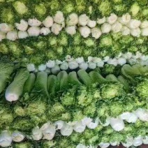 秋绿60白菜