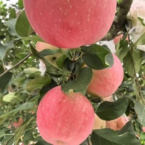 红富士苹果🍎🍎🍎