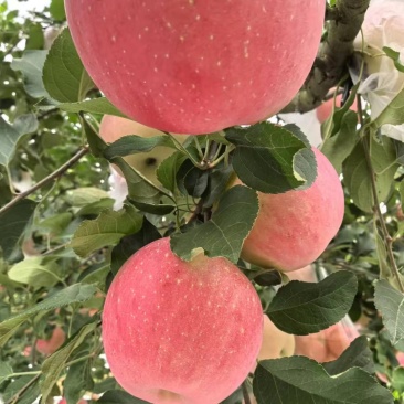 红富士苹果🍎🍎🍎
