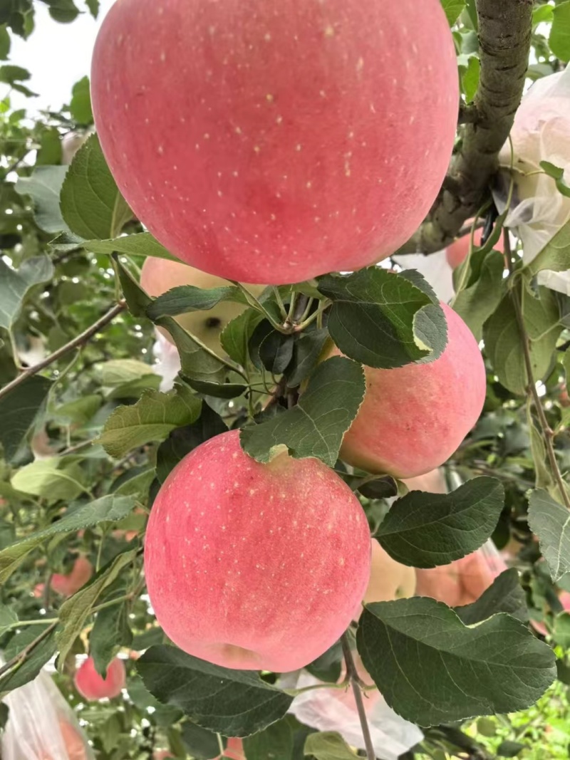 红富士苹果🍎🍎🍎