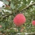 红富士苹果🍎🍎🍎