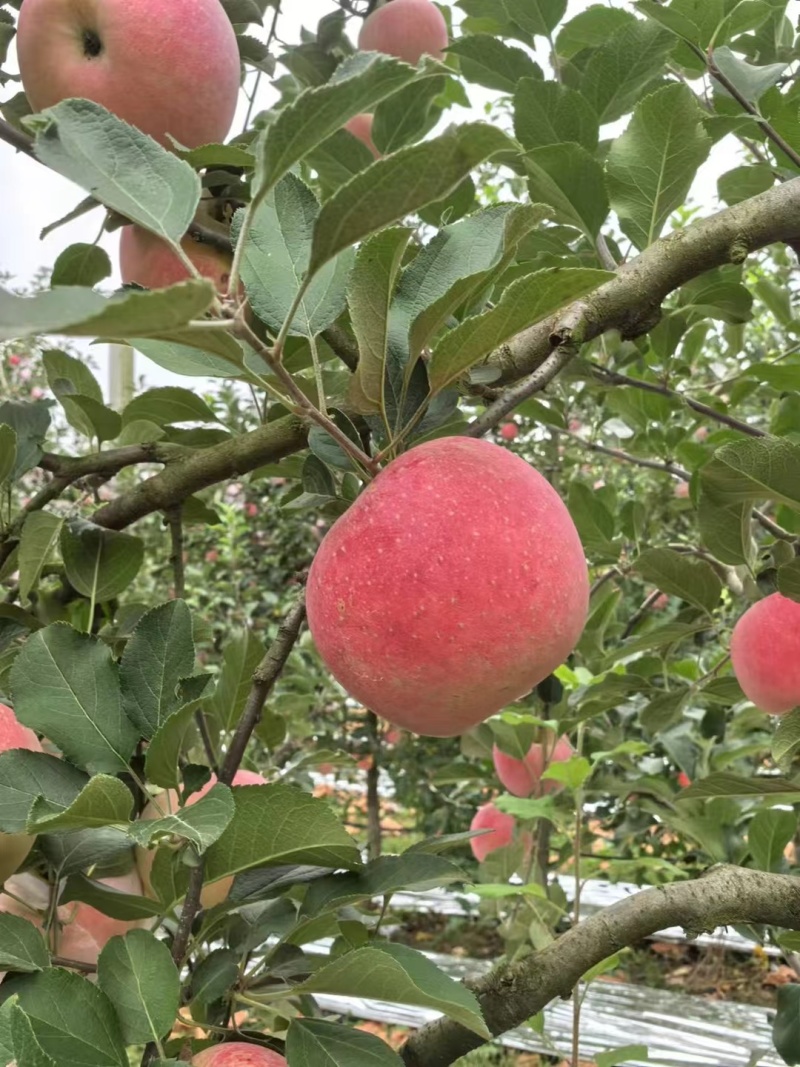 红富士苹果🍎🍎🍎