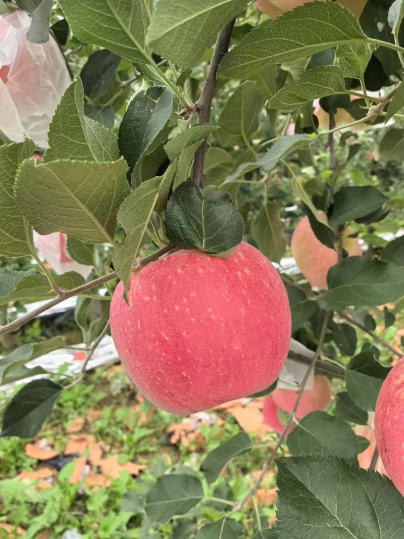红富士苹果🍎🍎🍎