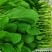 国庆新品广州菜心全天供货