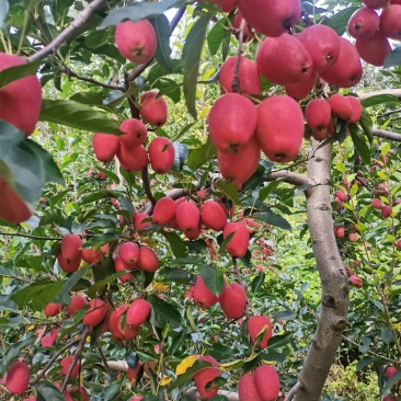 吉林省鸡心果优质果