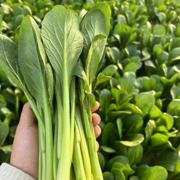 国庆新品广州菜心全天供货