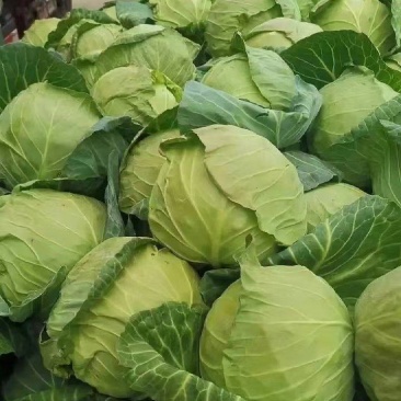 湖北圆包甘蓝日走货上万斤对接商超批发团购量大从优