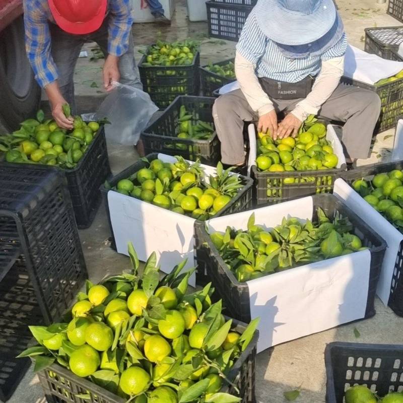 国庆一号大量上市***********