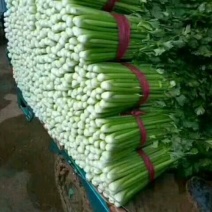 永年联邦农产品蔬菜批发市场芹菜颜色油亮可视频看货一手货源