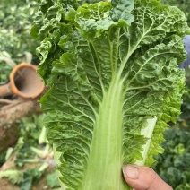 湖北毛白菜一手货源欢迎实地考察全国发货量大从优