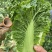湖北毛白菜一手货源欢迎实地考察全国发货量大从优