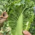 湖北毛白菜一手货源欢迎实地考察全国发货量大从优