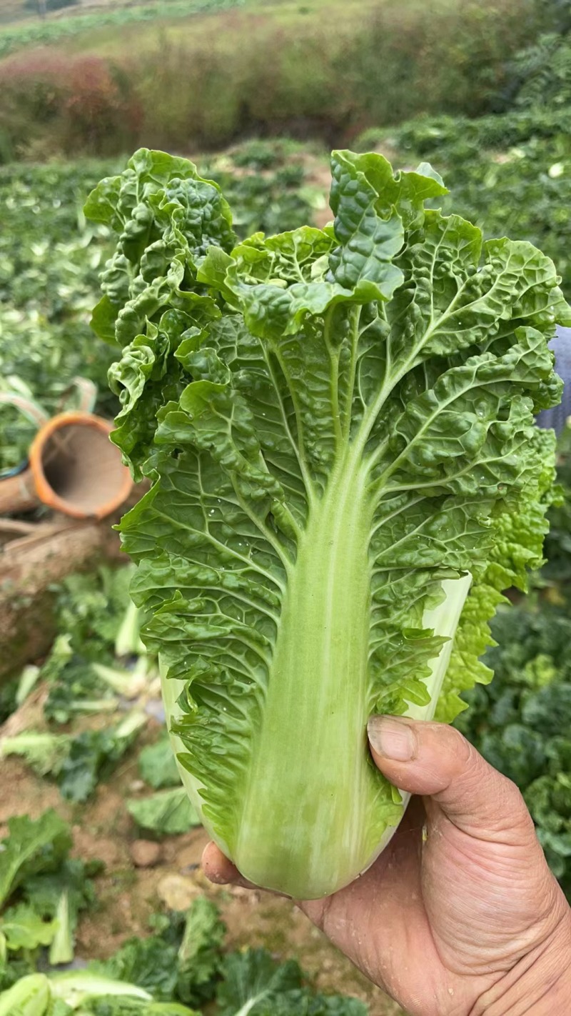 湖北毛白菜一手货源欢迎实地考察全国发货量大从优
