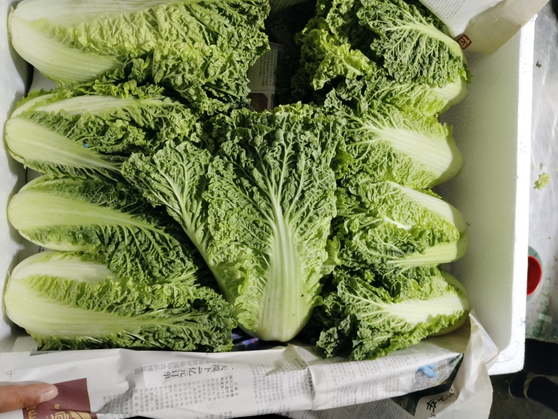 湖北毛白菜一手货源欢迎实地考察全国发货量大从优