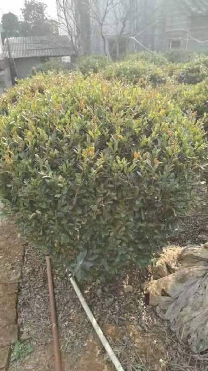 中华蚊母