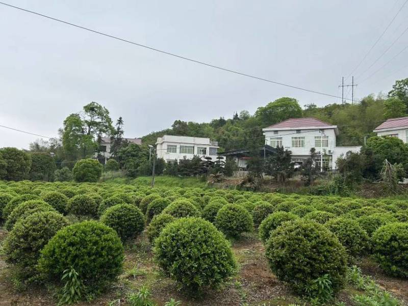 中华蚊母