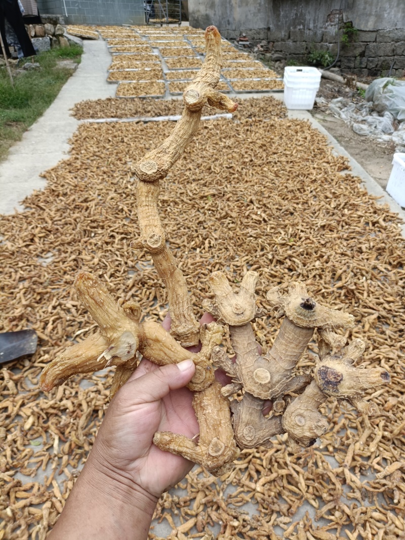 大别山纯野生紫杆黄精。药性达到国家药典标准
