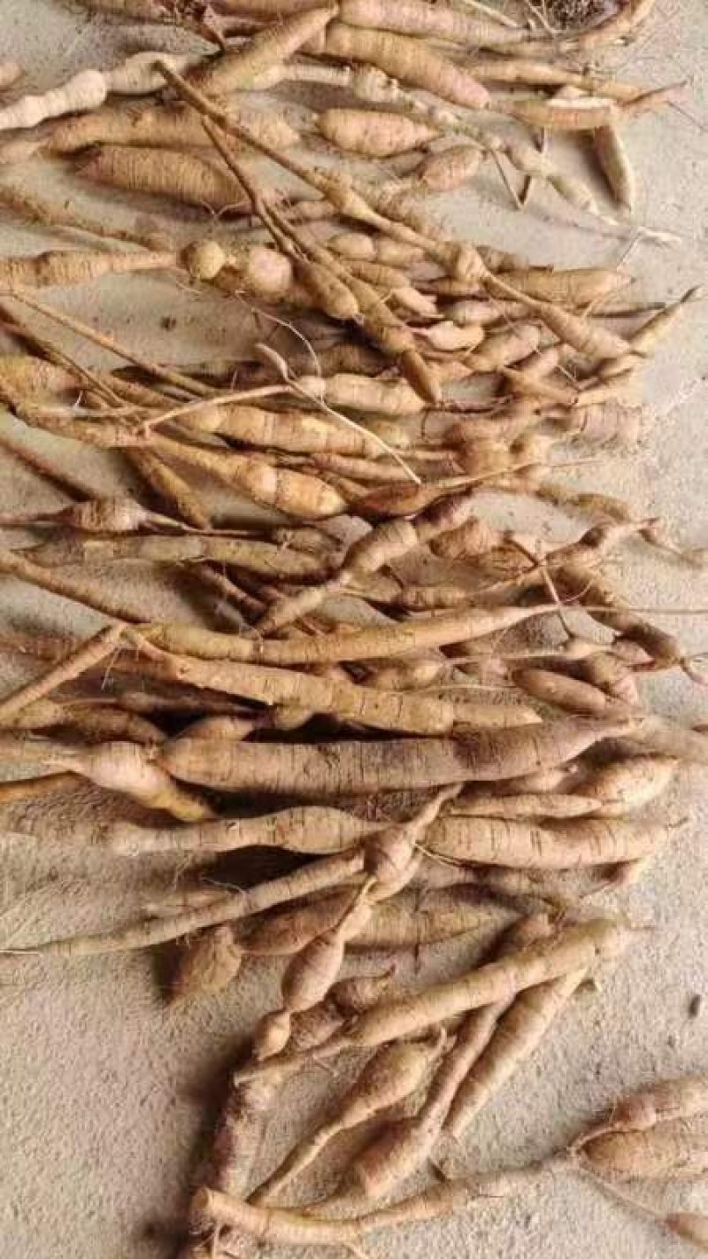 正规货源量大从优自产自销牛大力**新鲜牛肉抢购中