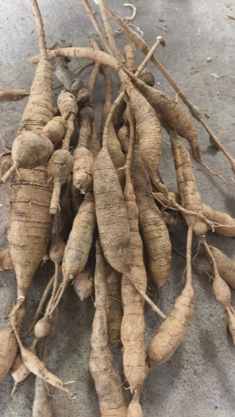 正规货源量大从优自产自销牛大力**新鲜牛肉抢购中
