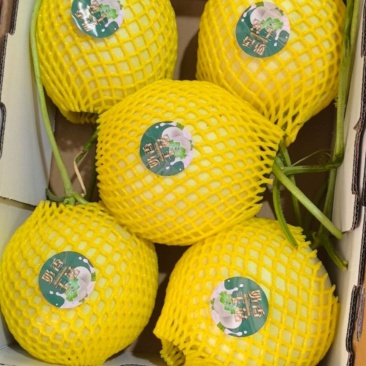 产地玉菇大量上市