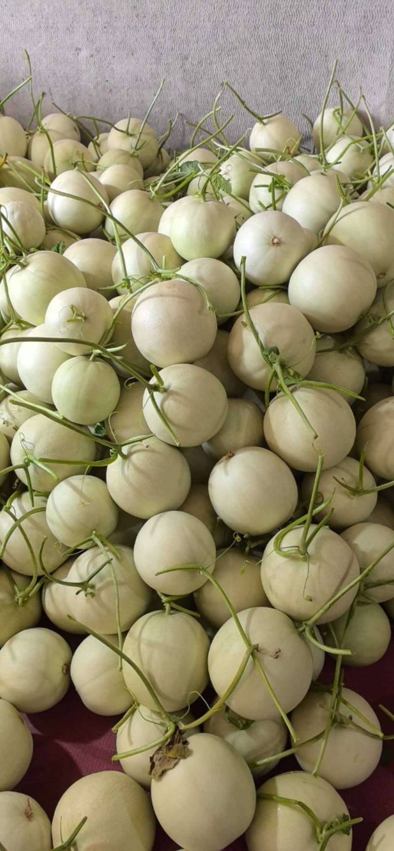 产地玉菇大量上市