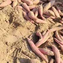 烟薯25，哈蜜西瓜红薯龙九紫薯红薯基地大量上市中有需要老