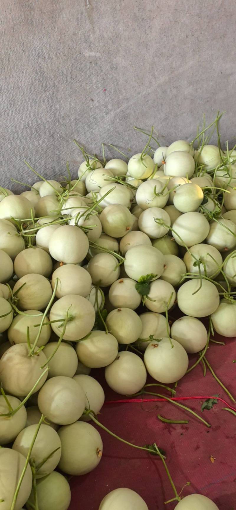 产地玉菇大量上市