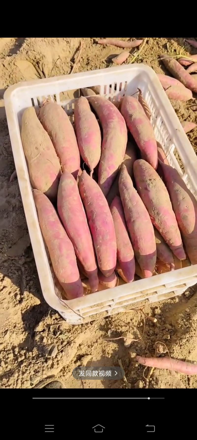烟薯25，哈蜜西瓜红薯龙九紫薯红薯基地大量上市中有需要老