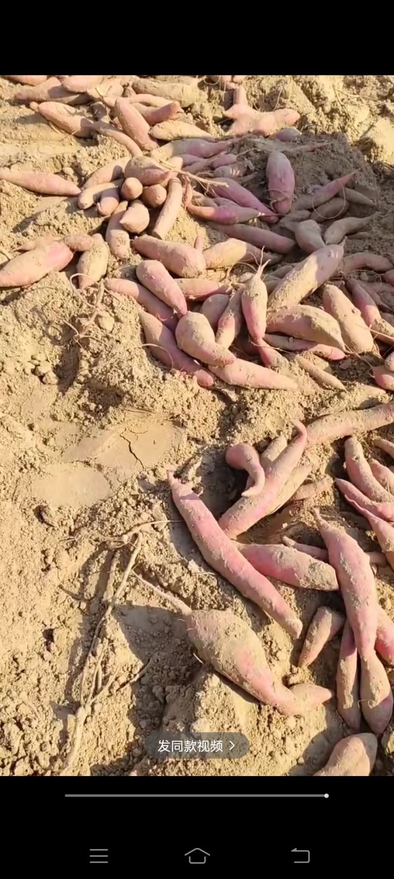 烟薯25，哈蜜西瓜红薯龙九紫薯红薯基地大量上市中有需要老