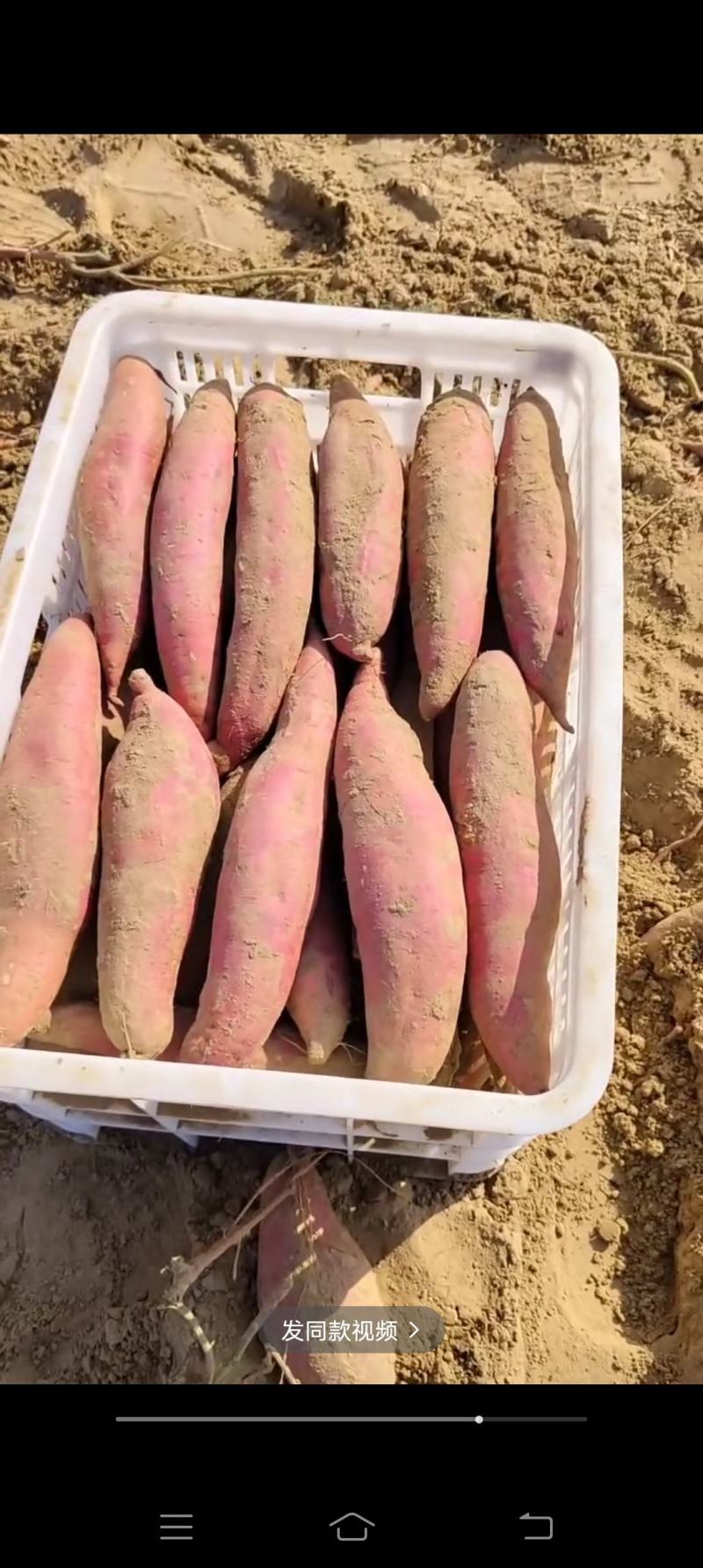 烟薯25，哈蜜西瓜红薯龙九紫薯红薯基地大量上市中有需要老