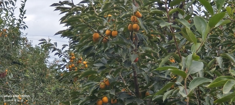 柿子