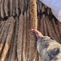 榆林山药白玉紫药铁棍市场商超可以视频看货