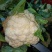 菜花实花，雪白无虫眼！