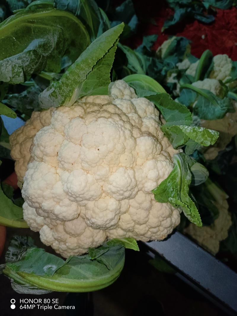 菜花实花，雪白无虫眼！