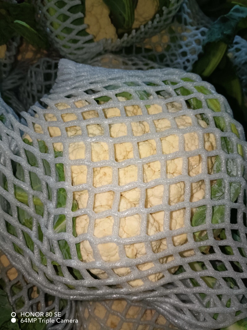 菜花实花，雪白无虫眼！