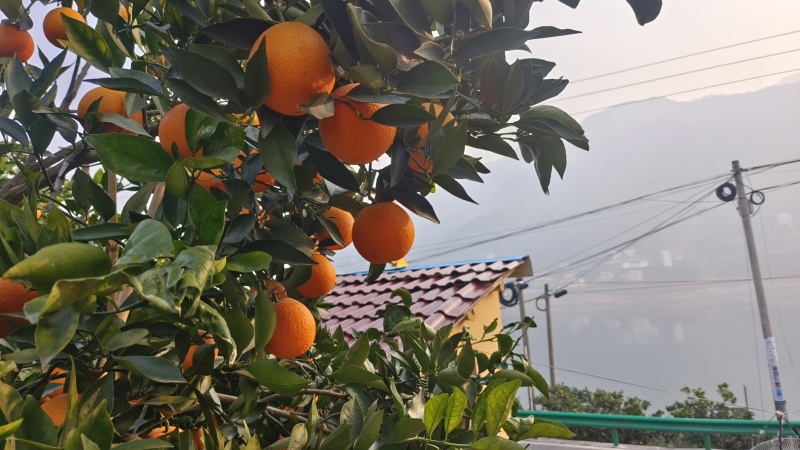 湖北脐橙橙子纽荷尔脐橙秭归脐橙一手货源品质保证货源充足