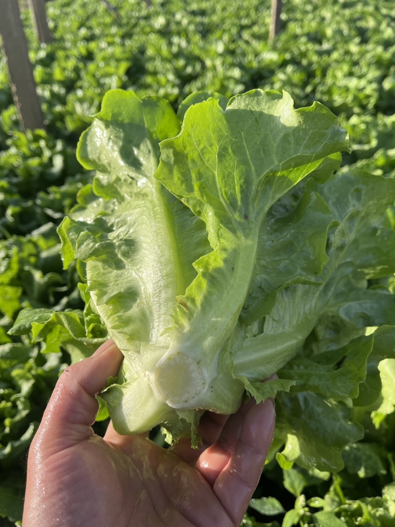 精品意大利生菜产地一手货源，规格齐全，对接全国市场批发商