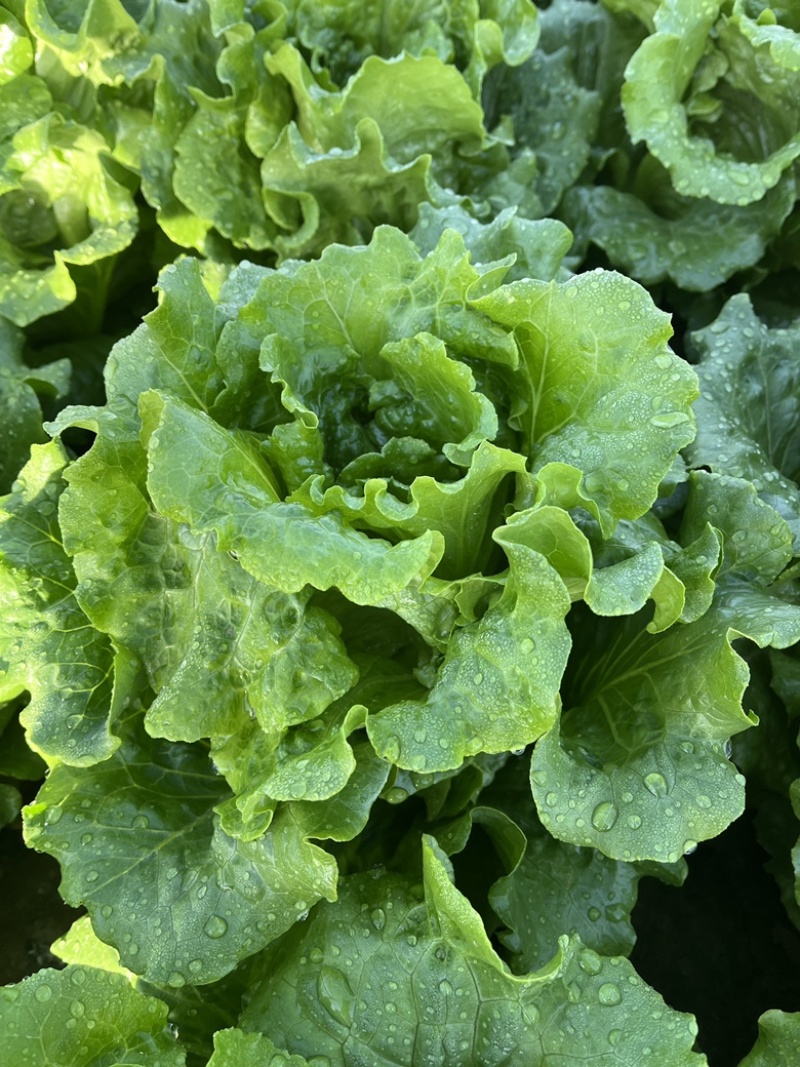 精品意大利生菜产地一手货源，规格齐全，对接全国市场批发商