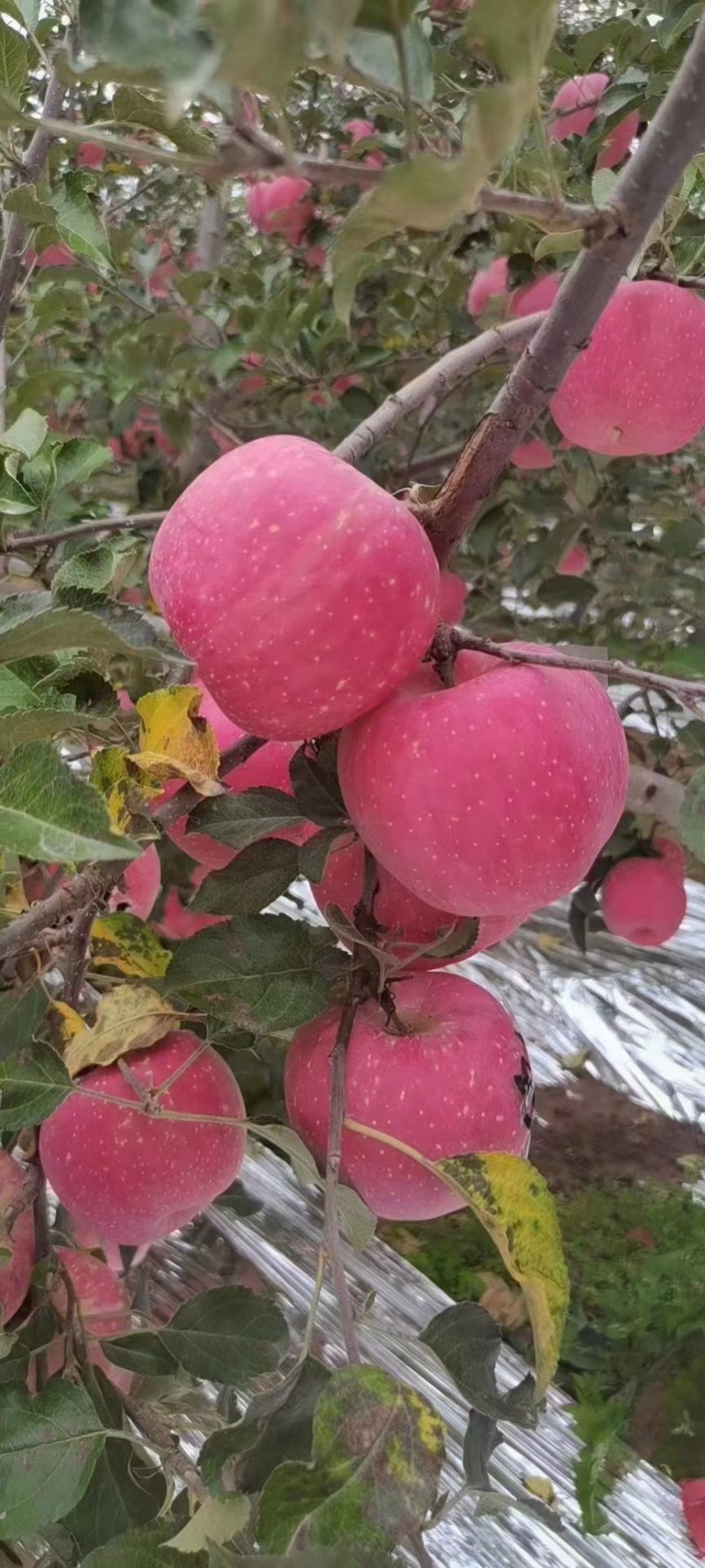 甘肃庆阳红富士苹果