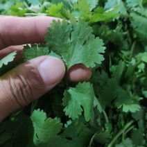 大叶香菜根茎粗壮香味浓郁常年供应