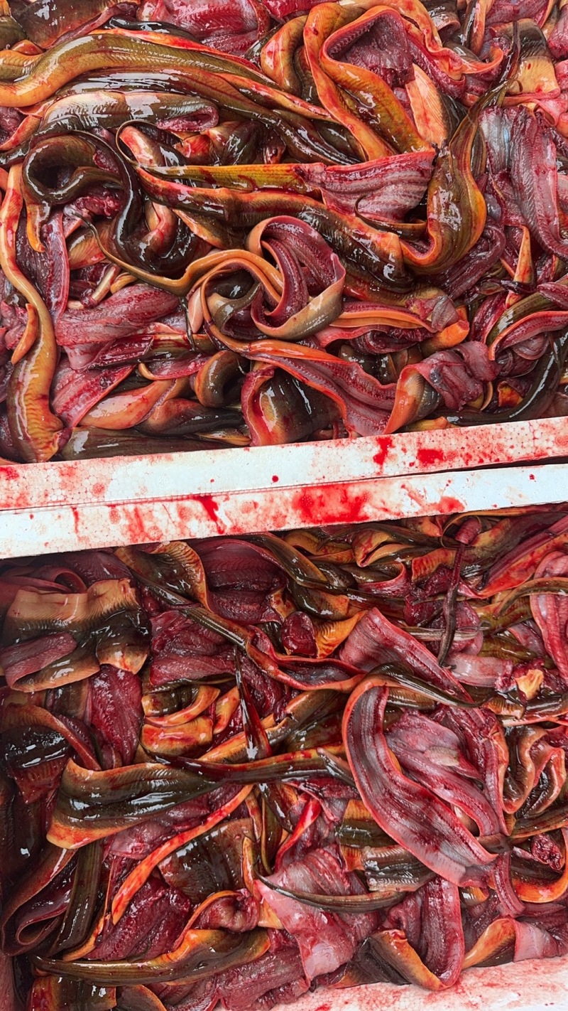 鳝鱼肉片