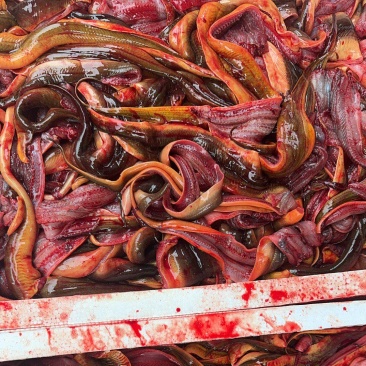 鳝鱼肉片