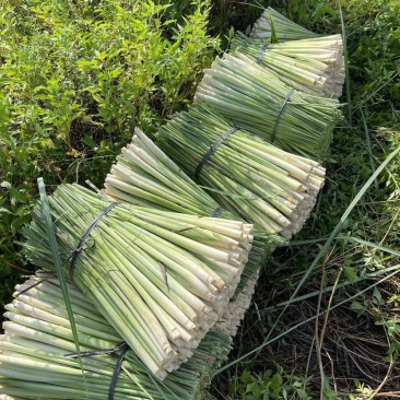 广东香茅草泰国香茅草奶茶店代发500亩产地