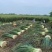 广东香茅草泰国香茅草奶茶店代发500亩产地