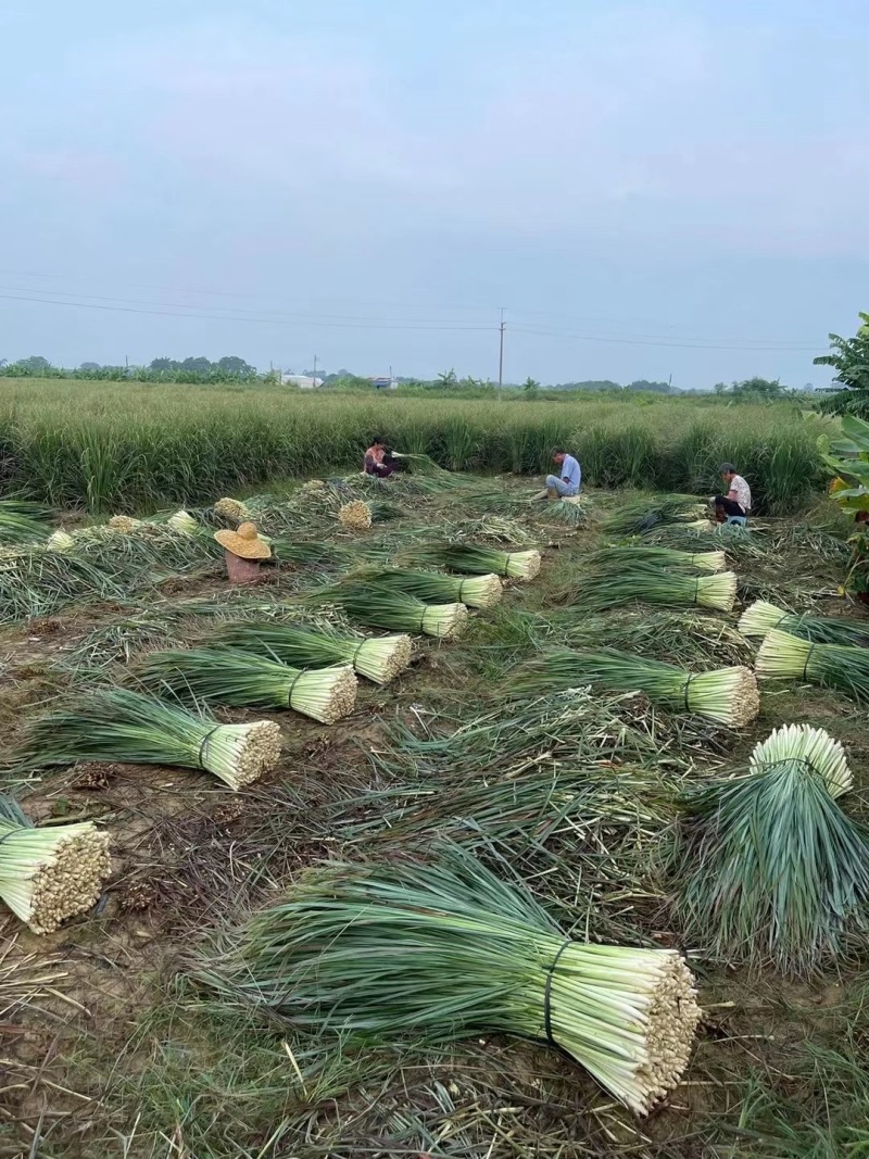 广东香茅草泰国香茅草奶茶店代发500亩产地
