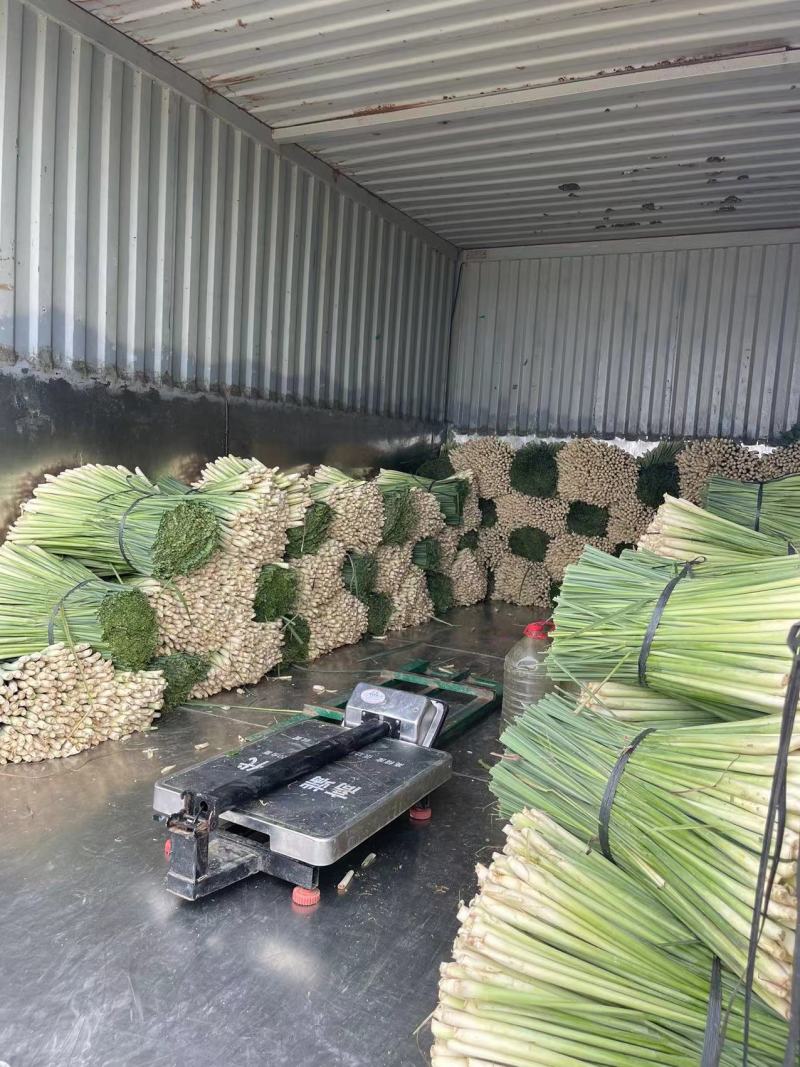广东香茅草泰国香茅草奶茶店代发500亩产地