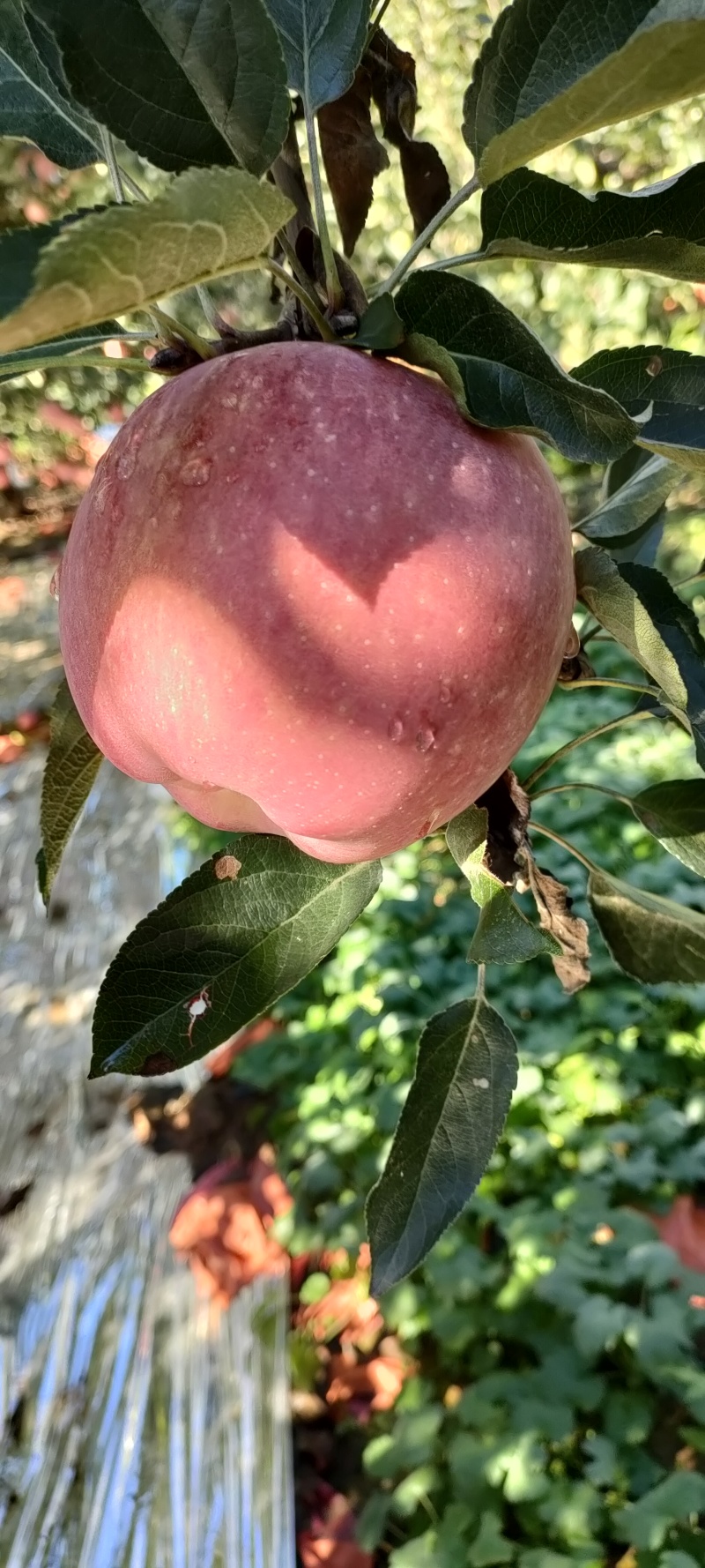 红星苹果