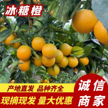 【现摘现发】正宗冰糖橙大量供应甜度高水分足